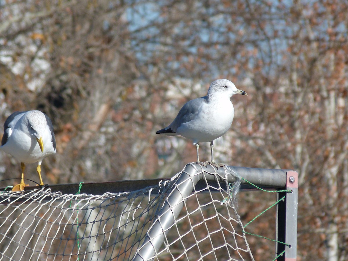 Ring-billed Gull - ML612234991