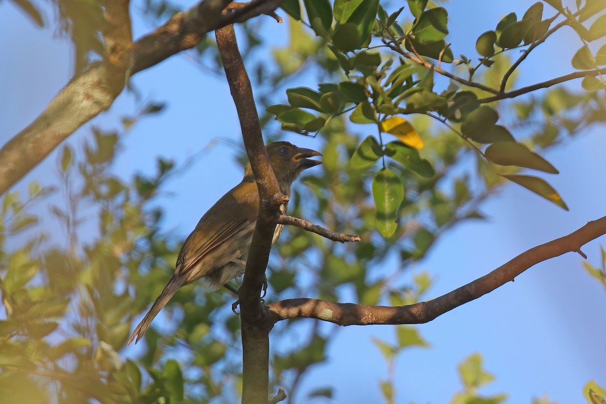 Streaked Saltator - Greg Scyphers