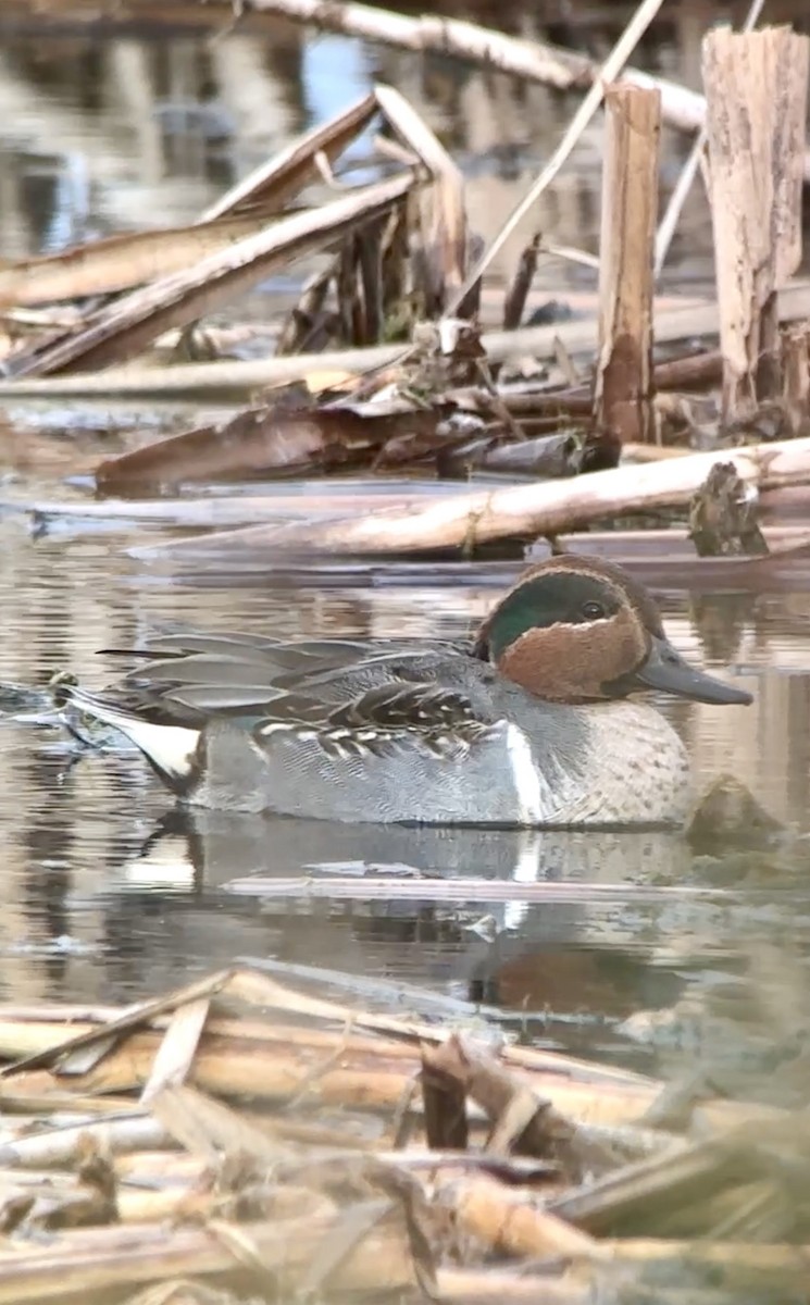 Green-winged Teal - ML612235159