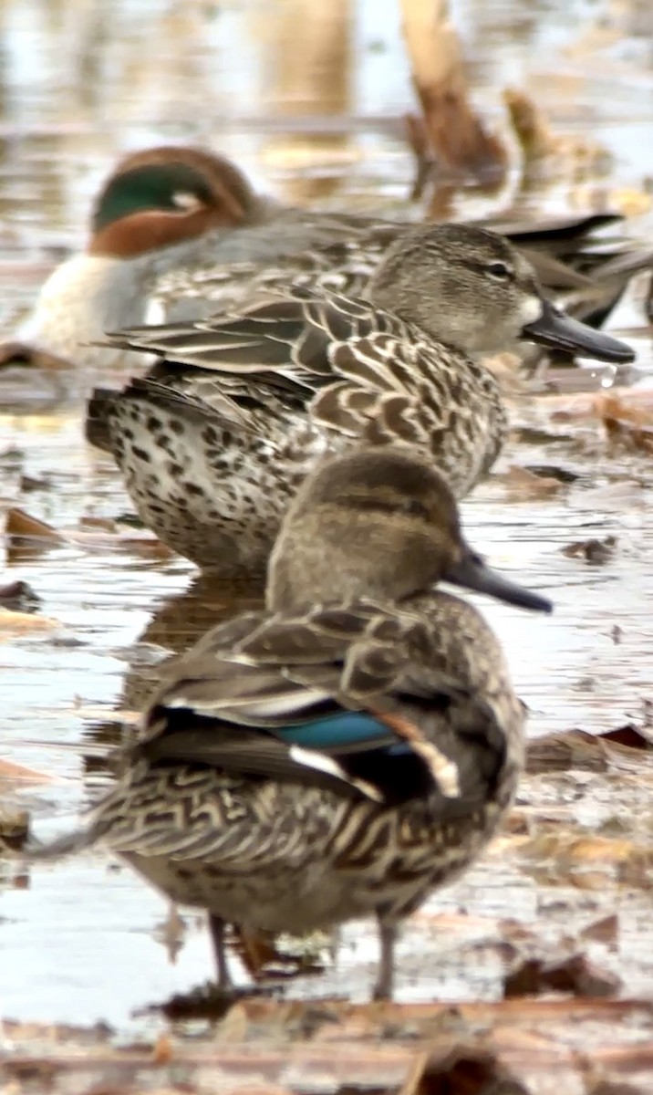 Green-winged Teal - ML612235160