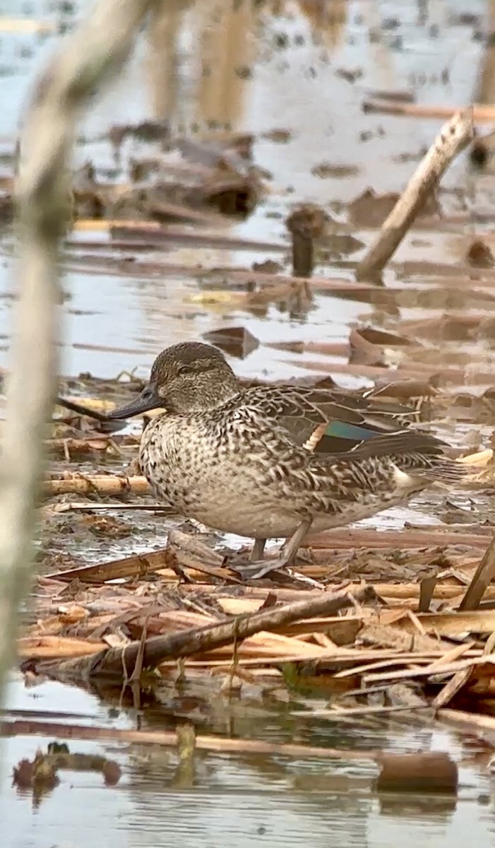 Green-winged Teal - ML612235161