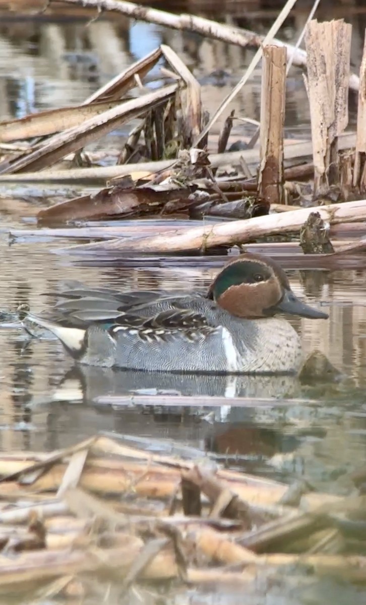 Green-winged Teal - ML612235164