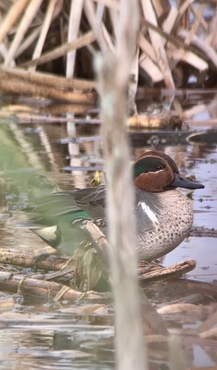 Green-winged Teal - ML612235165