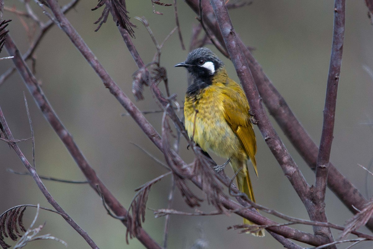 White-eared Honeyeater - Miguel Rouco