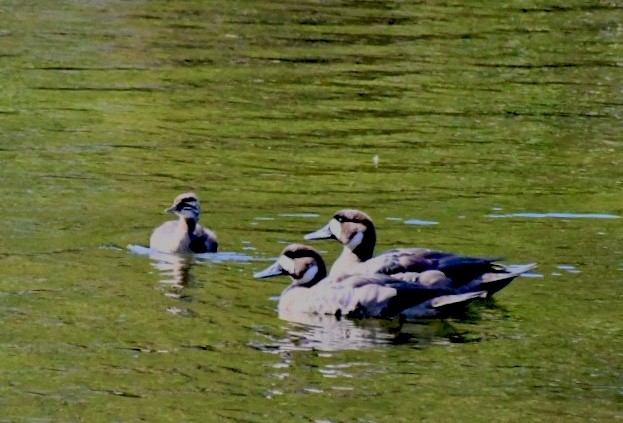 Spectacled Duck - ML612235239