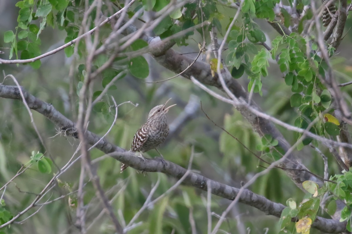 Fasciated Wren - ML612235347