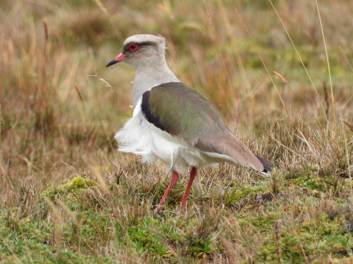 Andean Lapwing - ML612235416
