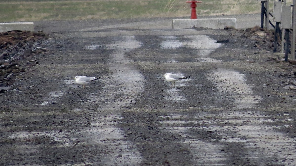 Ring-billed Gull - ML612235442