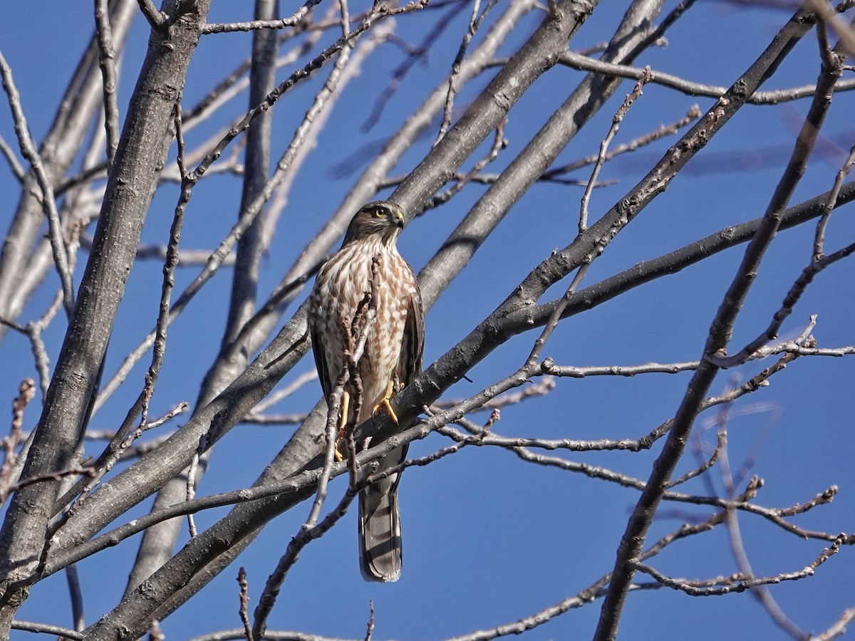 Sharp-shinned Hawk - ML612235502