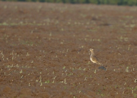 Sociable Lapwing - ML612235528