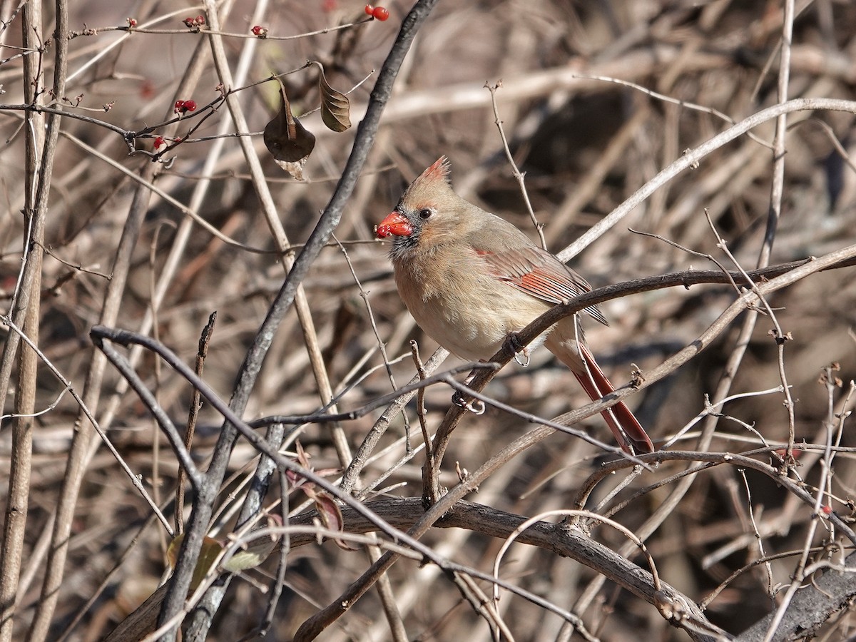 Northern Cardinal - ML612235532