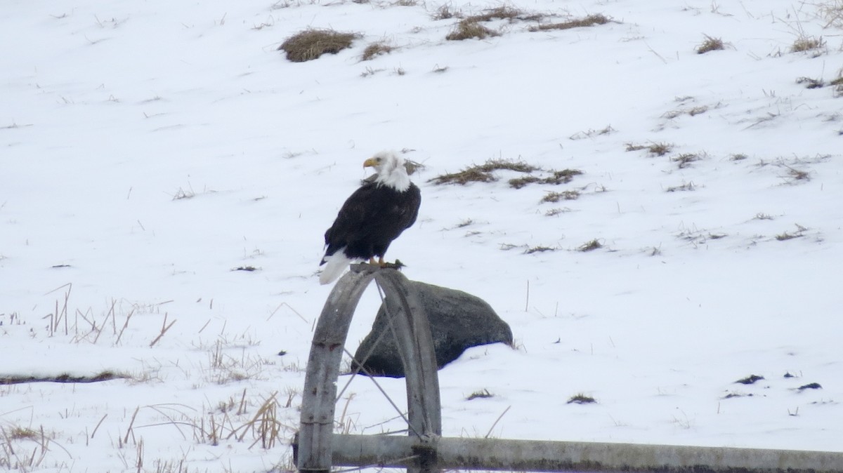 Bald Eagle - ML612235534