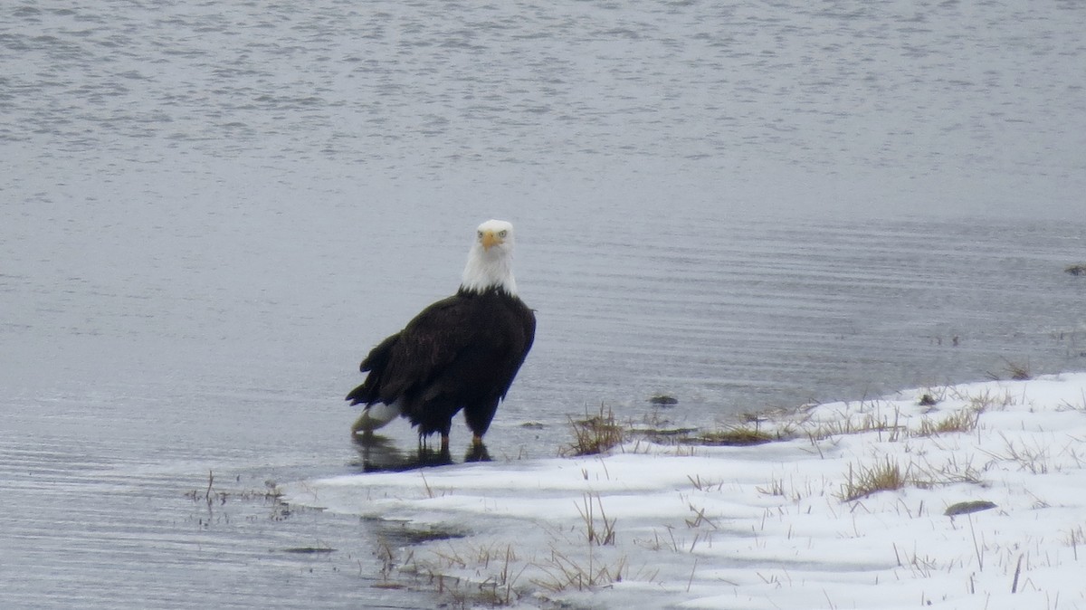 Weißkopf-Seeadler - ML612235535