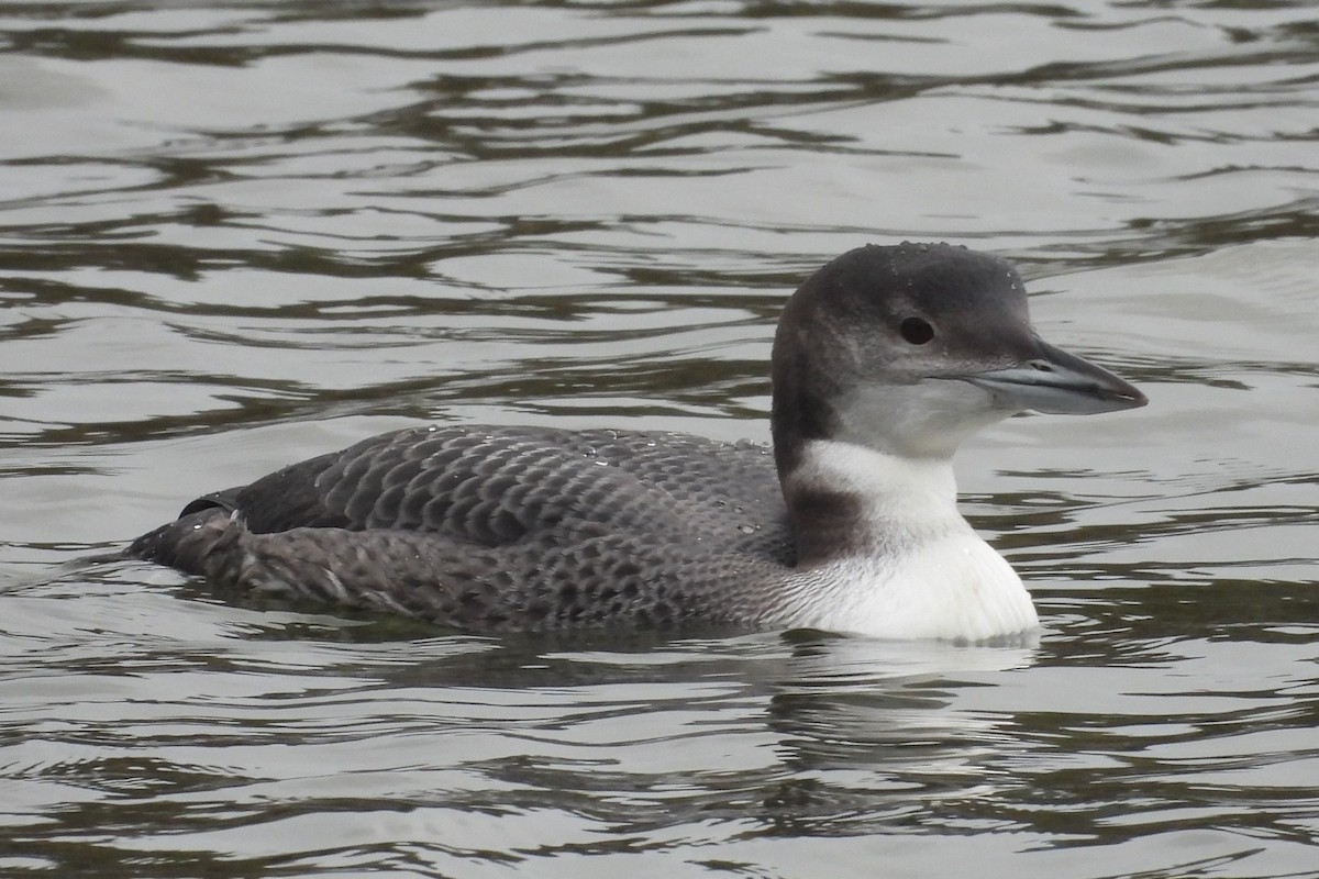 Common Loon - ML612235537