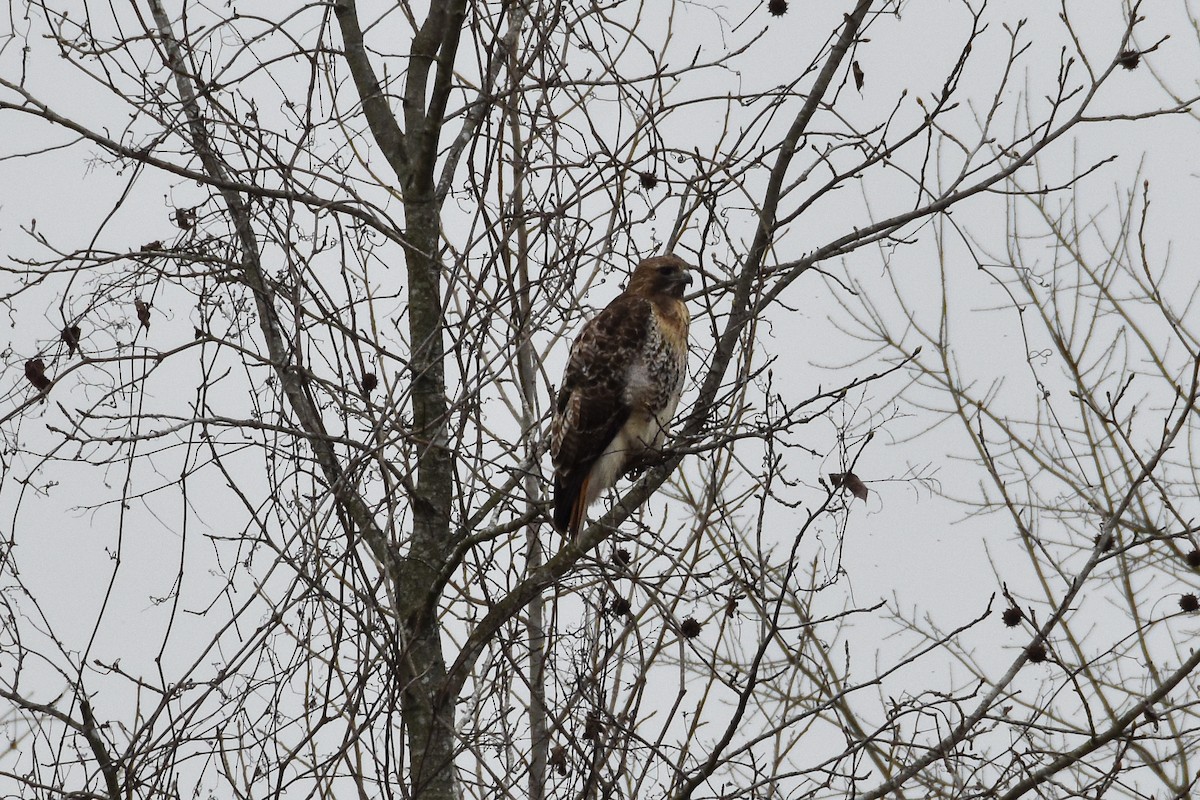 Red-tailed Hawk - ML612235546