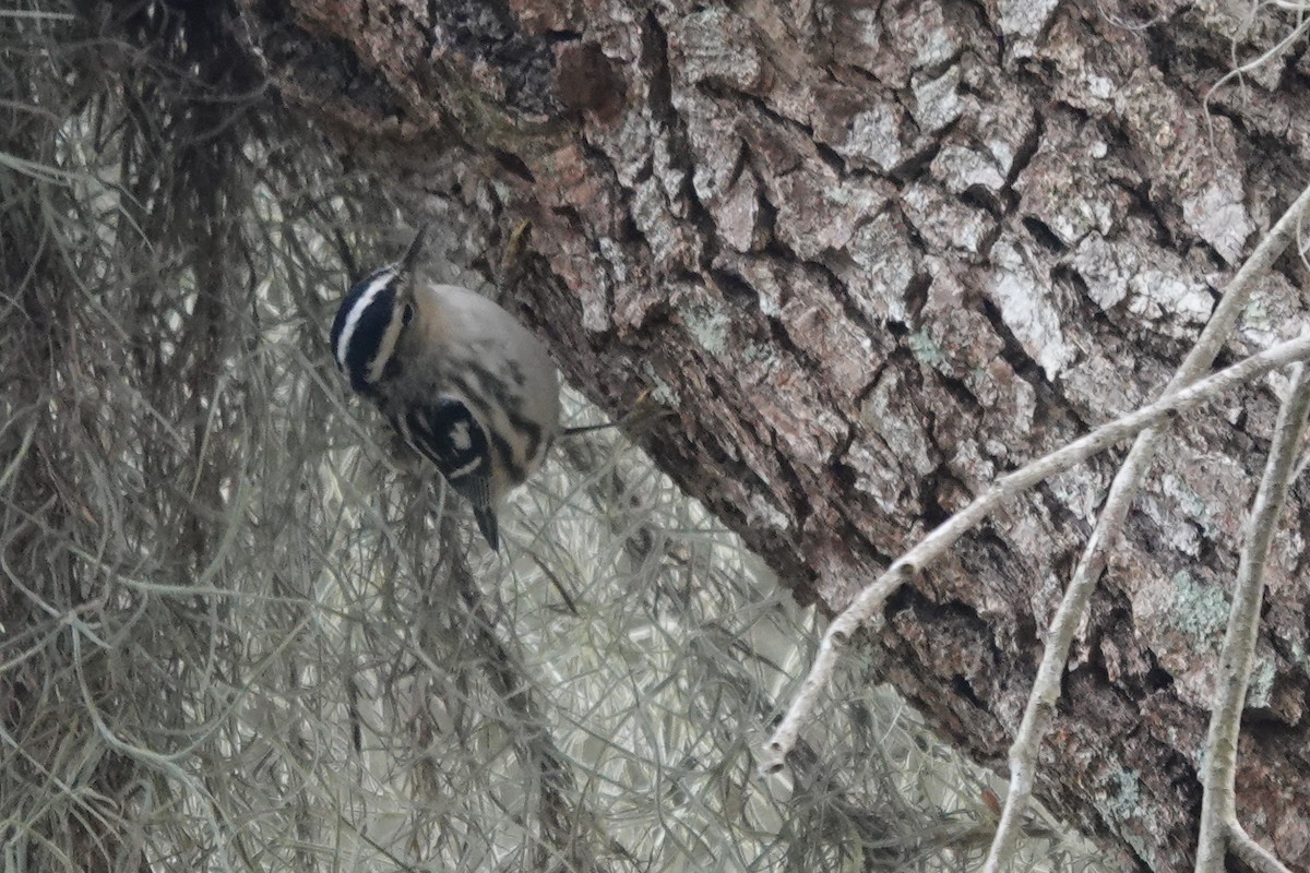 Black-and-white Warbler - ML612235590