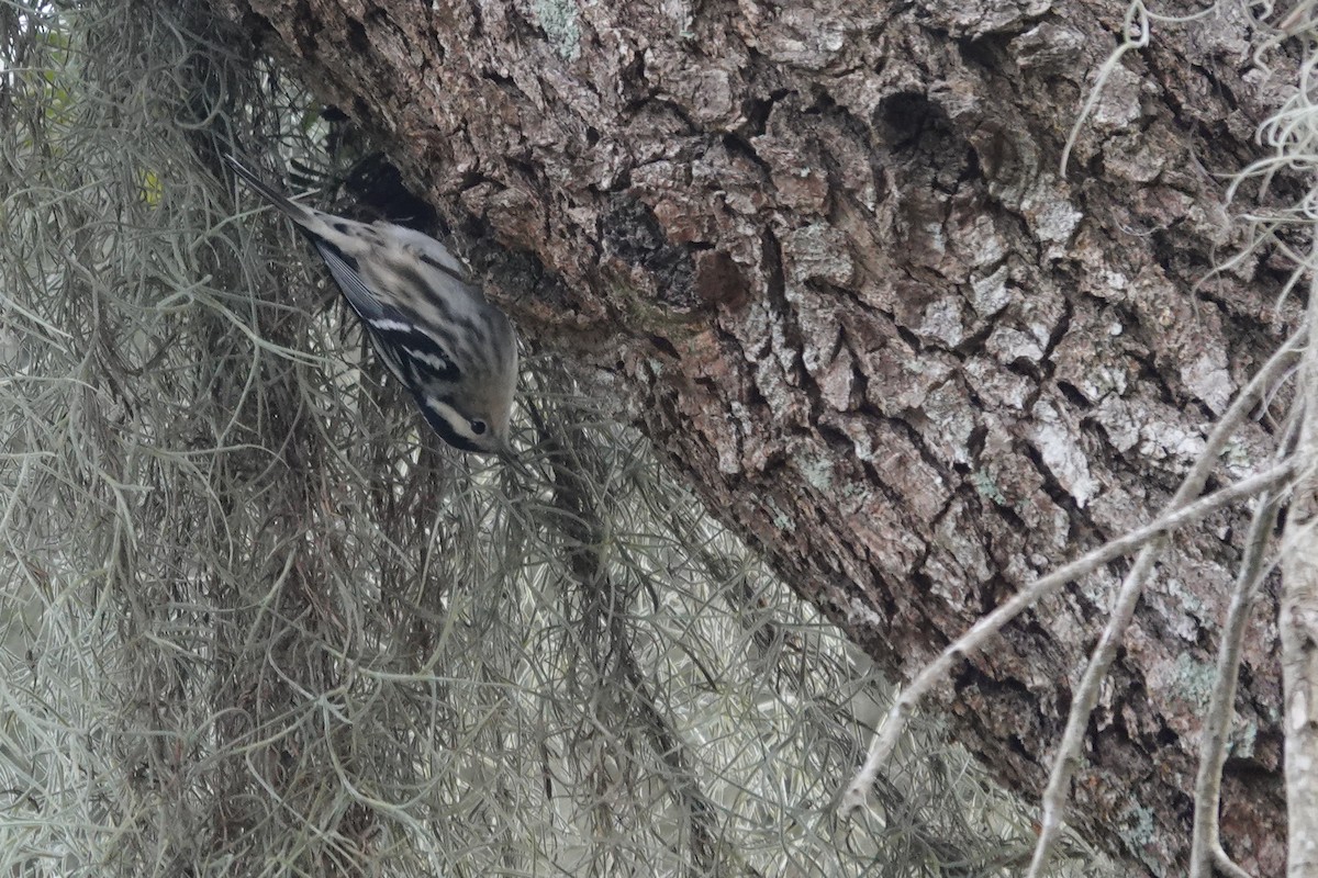 Black-and-white Warbler - ML612235591