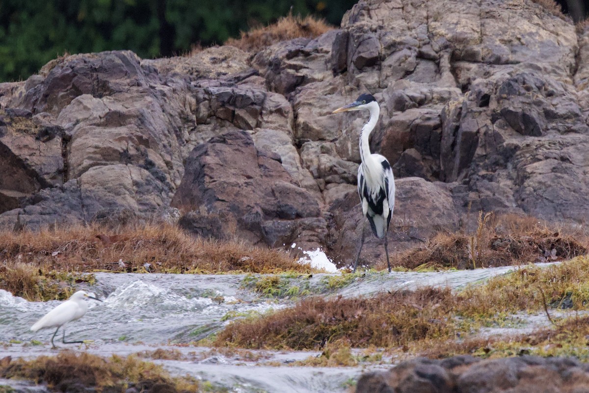 Cocoi Heron - John Bruin