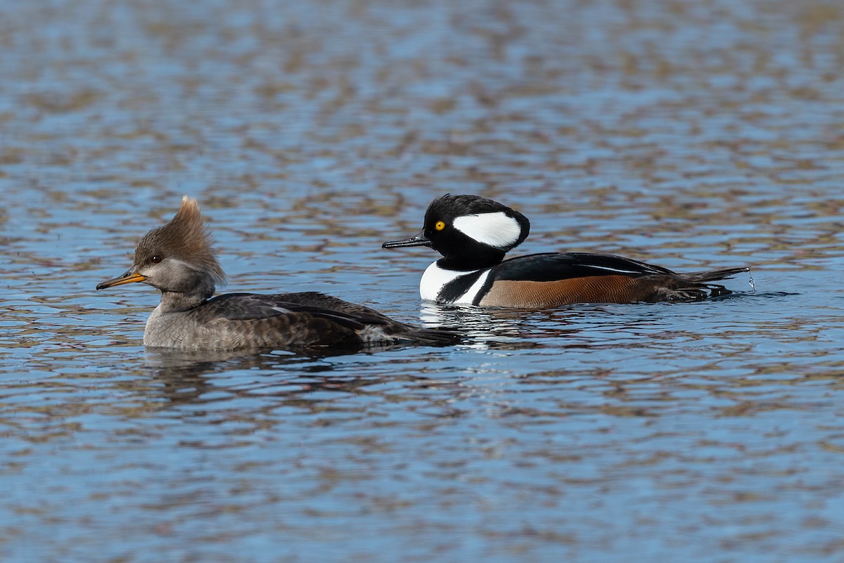 Hooded Merganser - ML612235617