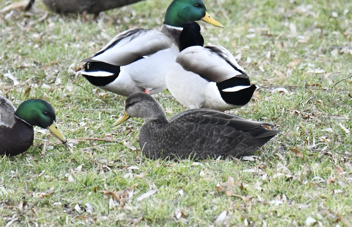 American Black Duck - ML612235626