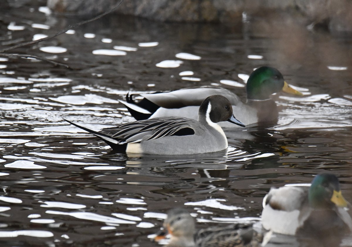 Northern Pintail - ML612235662