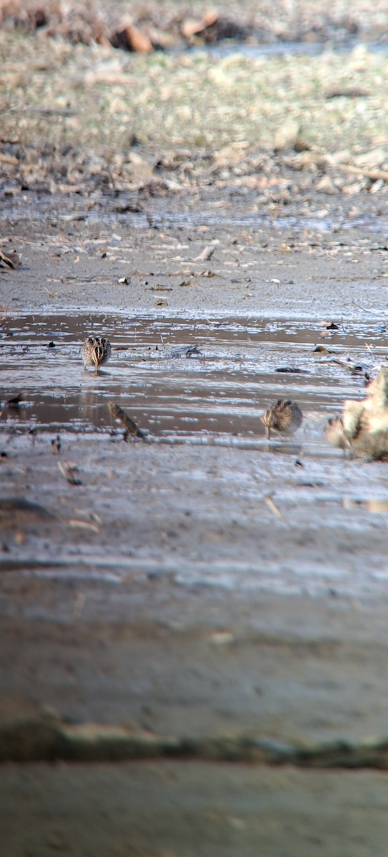 Wilson's Snipe - ML612235750