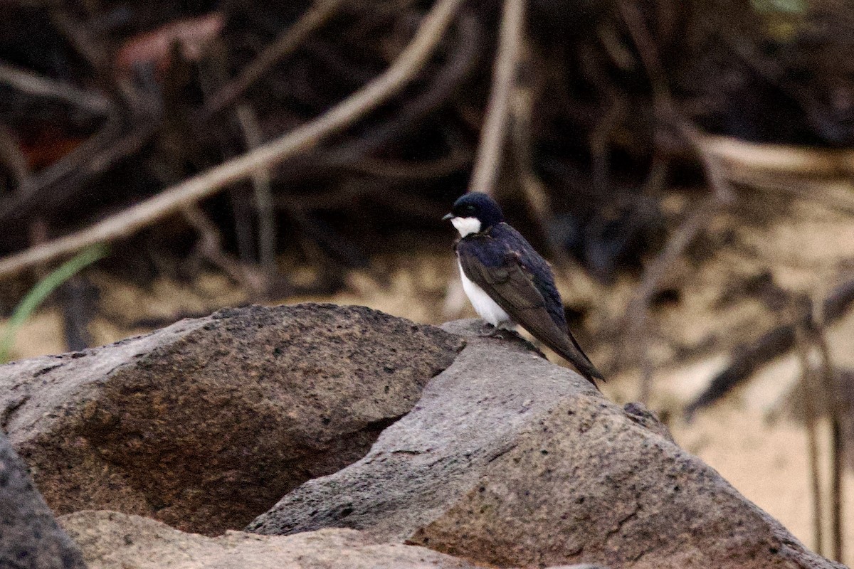 Golondrina Acollarada - ML612235769