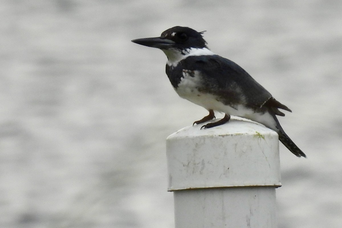 Belted Kingfisher - ML612235845