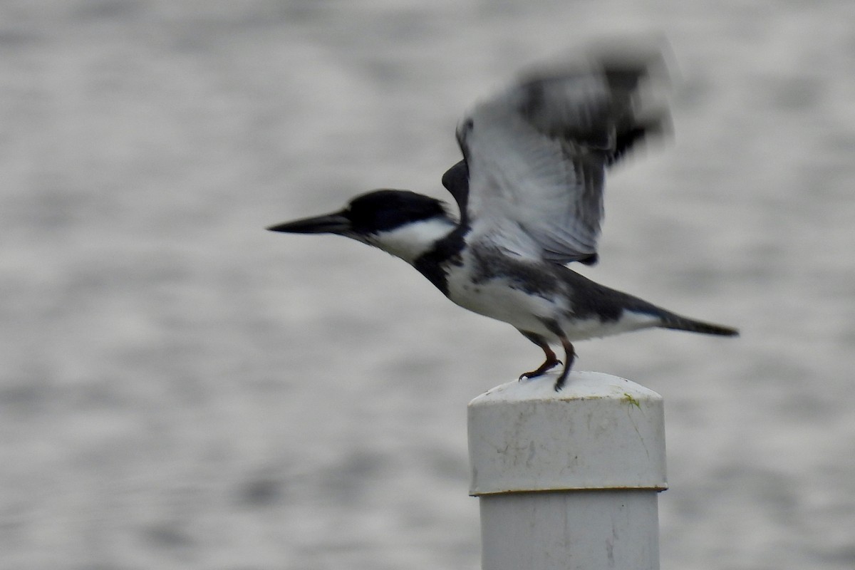 Belted Kingfisher - Judith A. Kennedy