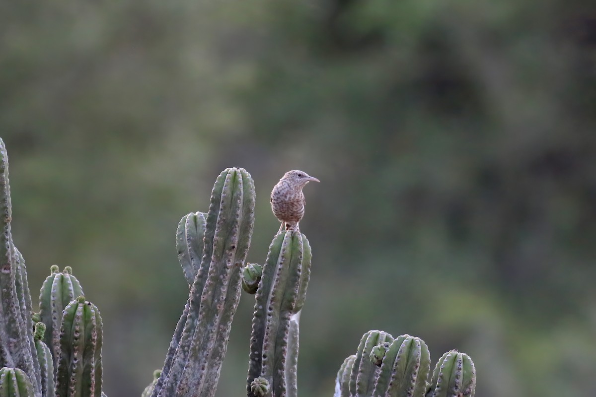 Fasciated Wren - Greg Scyphers