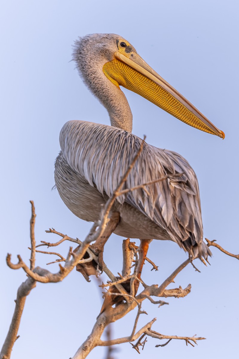 Pink-backed Pelican - ML612235870