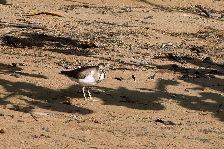 Common Sandpiper - ML612235877