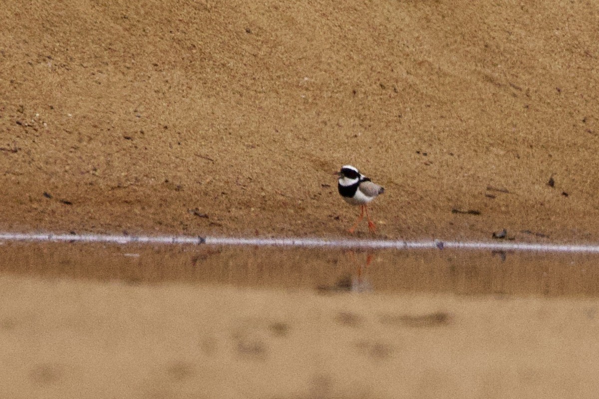 Pied Plover - John Bruin