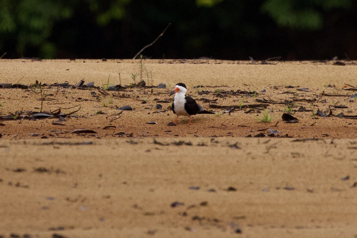 Black Skimmer - John Bruin