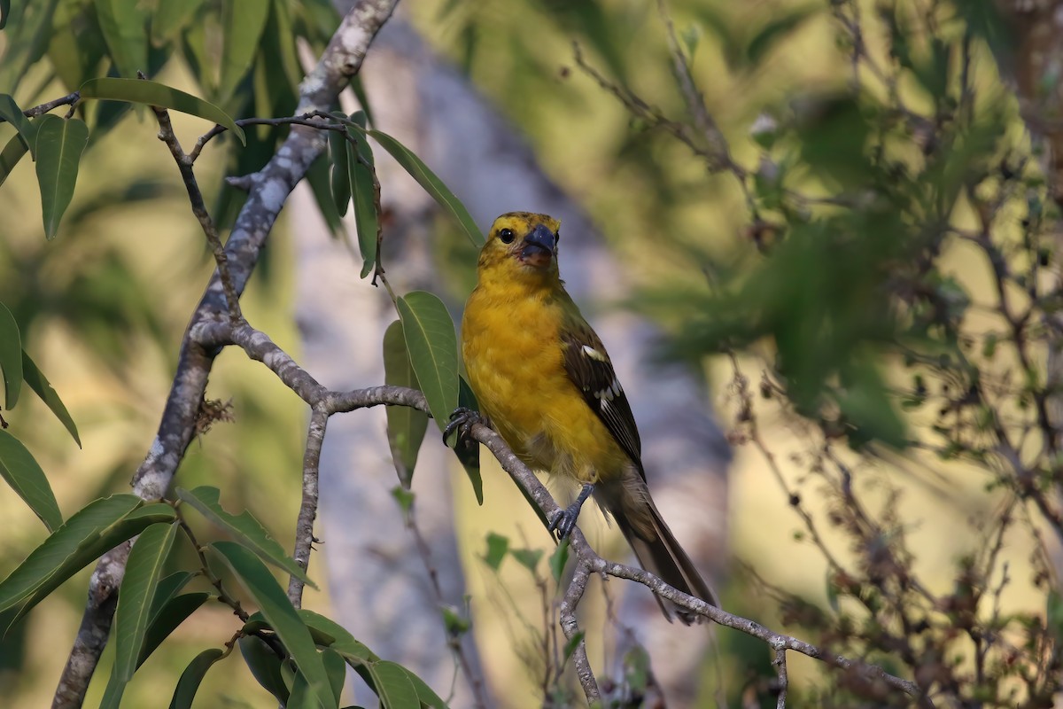 Golden Grosbeak - Greg Scyphers