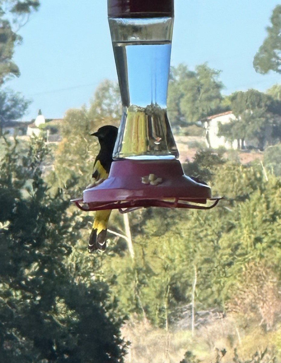 Scott's Oriole - ML612236099