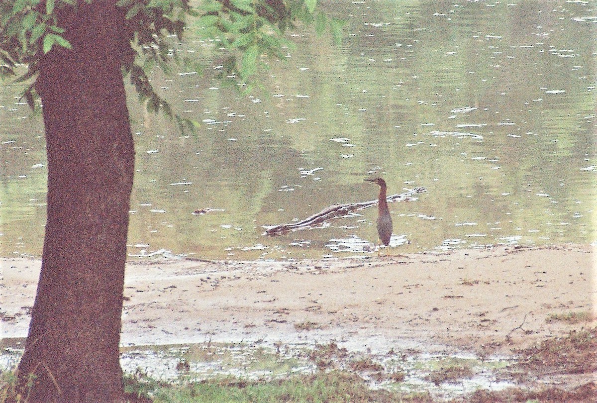 Green Heron - ML61223611