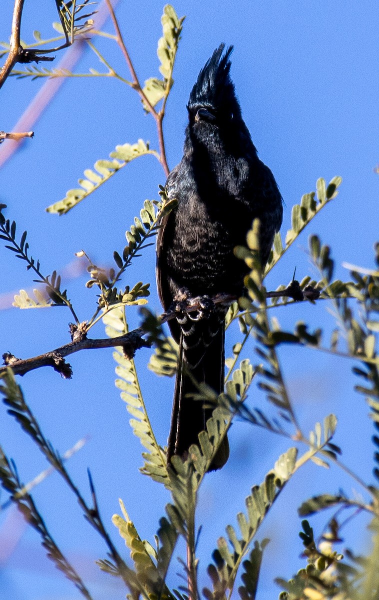 Phainopepla - Jim Wilson