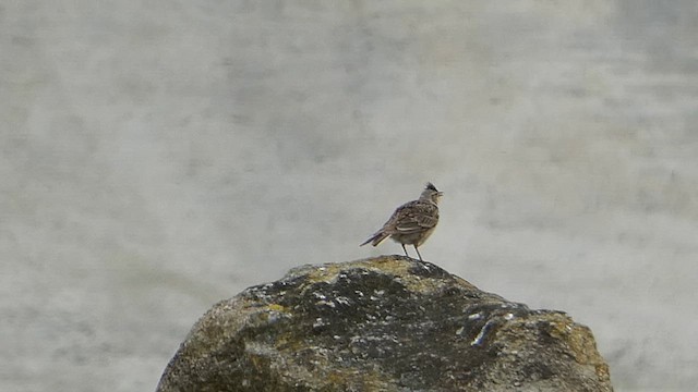 Eurasian Skylark - ML612236192