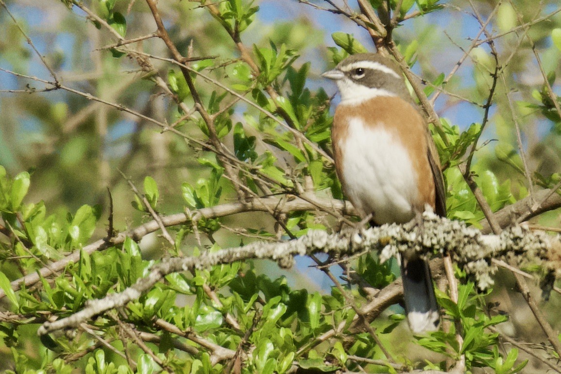 Bolivian Warbling Finch - ML612236230