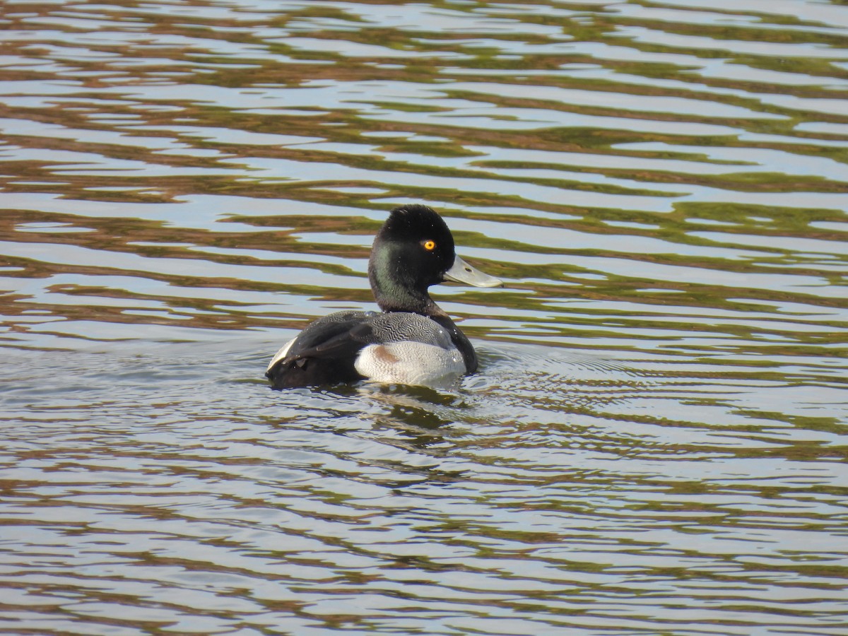 Lesser Scaup - ML612236293