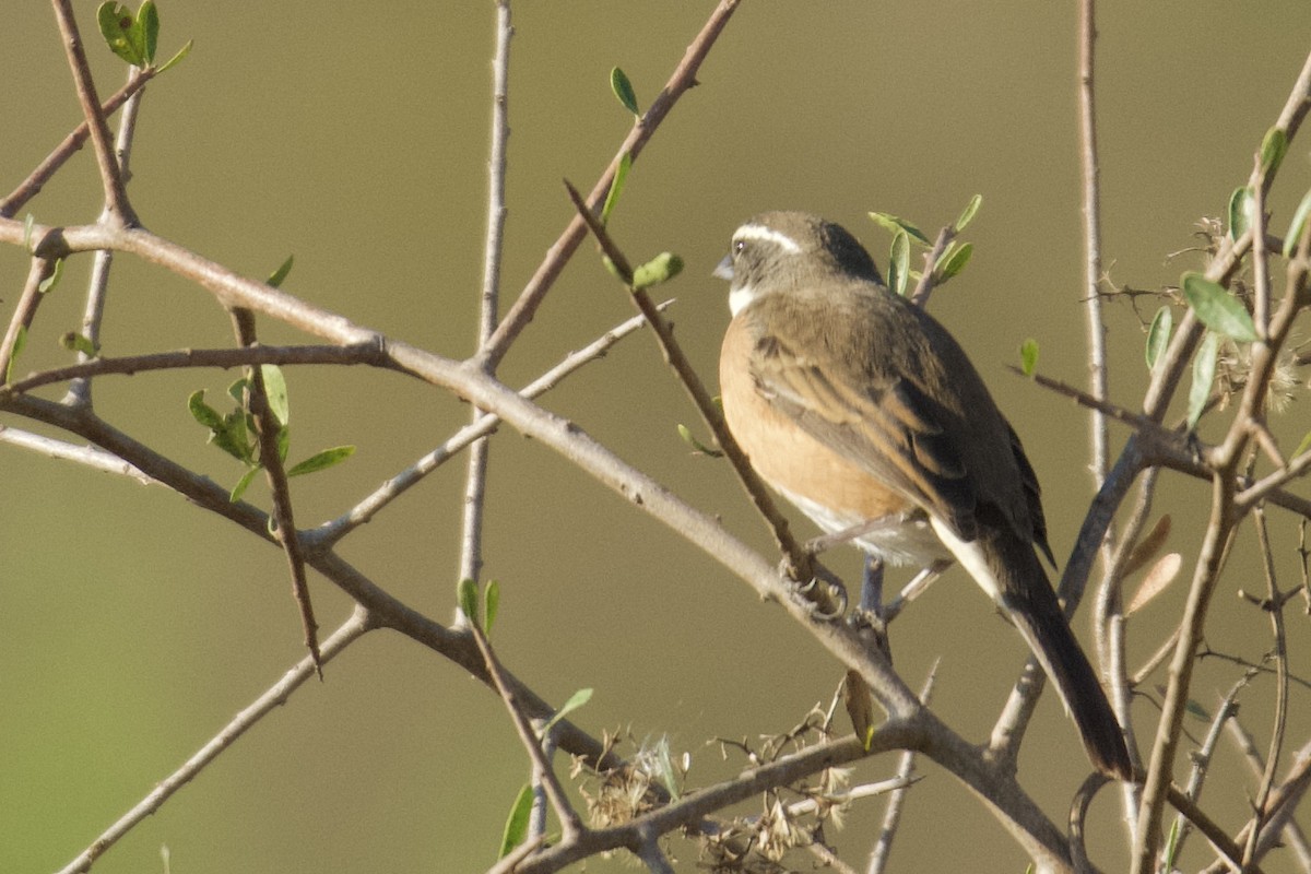 ボリビアマユシトド - ML612236312