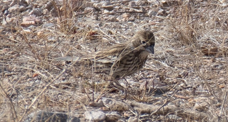 Lark Bunting - ML612236400