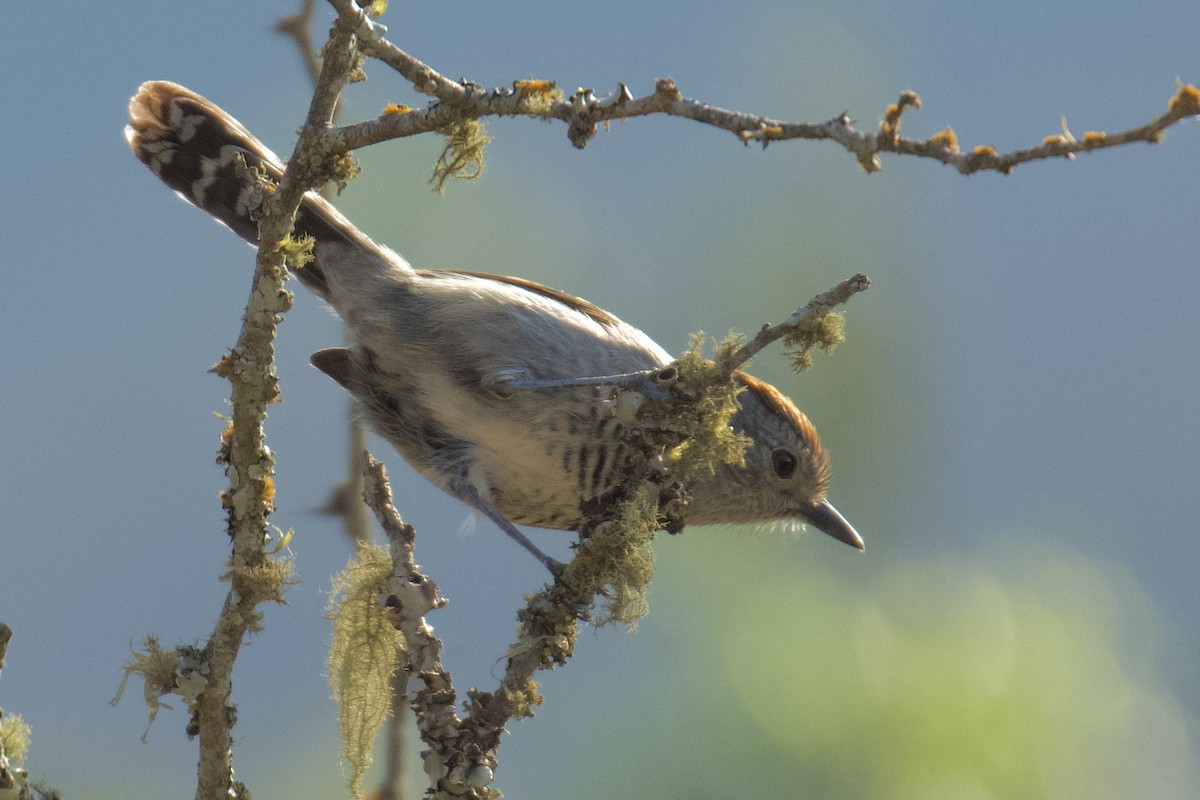 Rufous-capped Antshrike - ML612236430