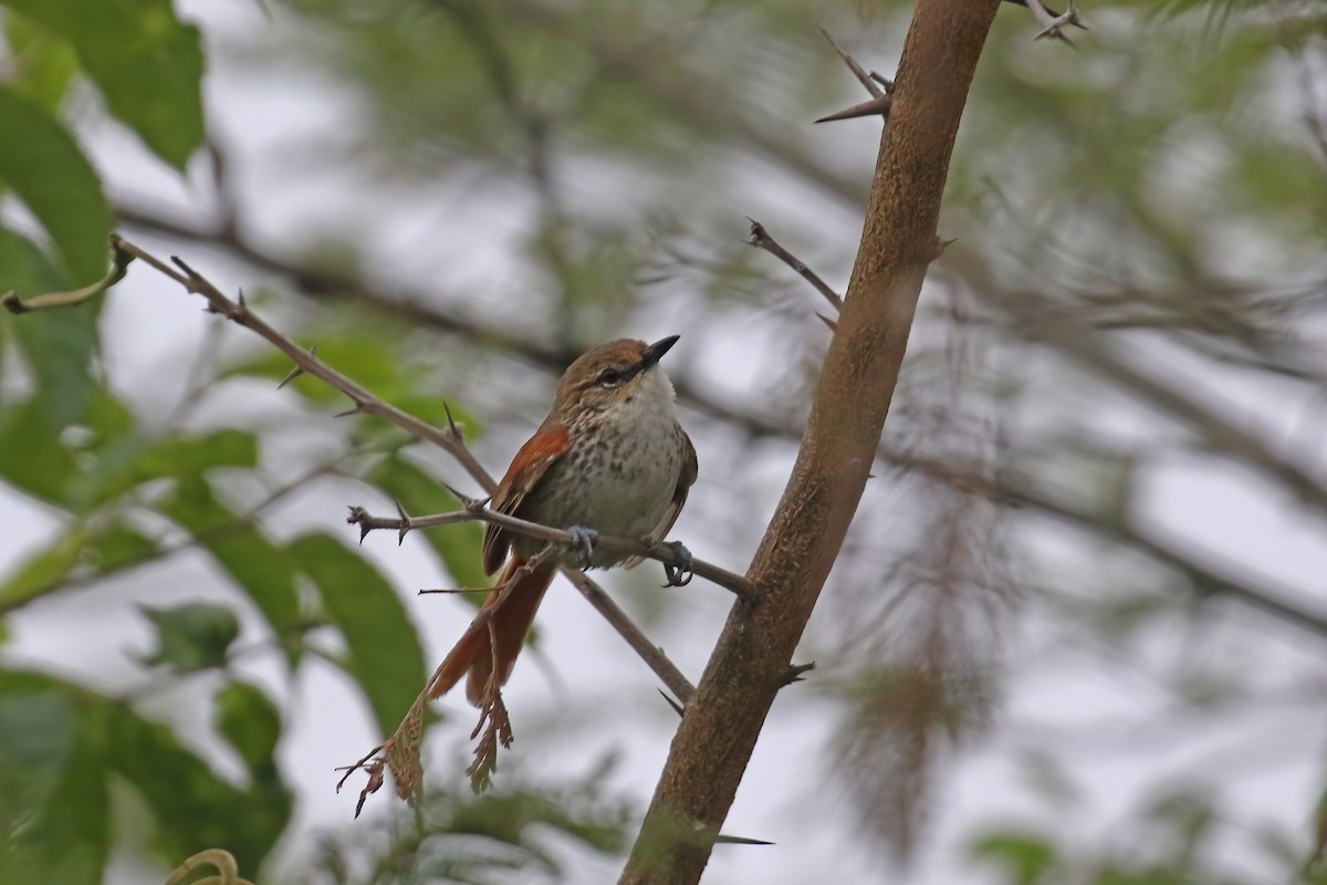 Chinchipe Spinetail - ML612236456