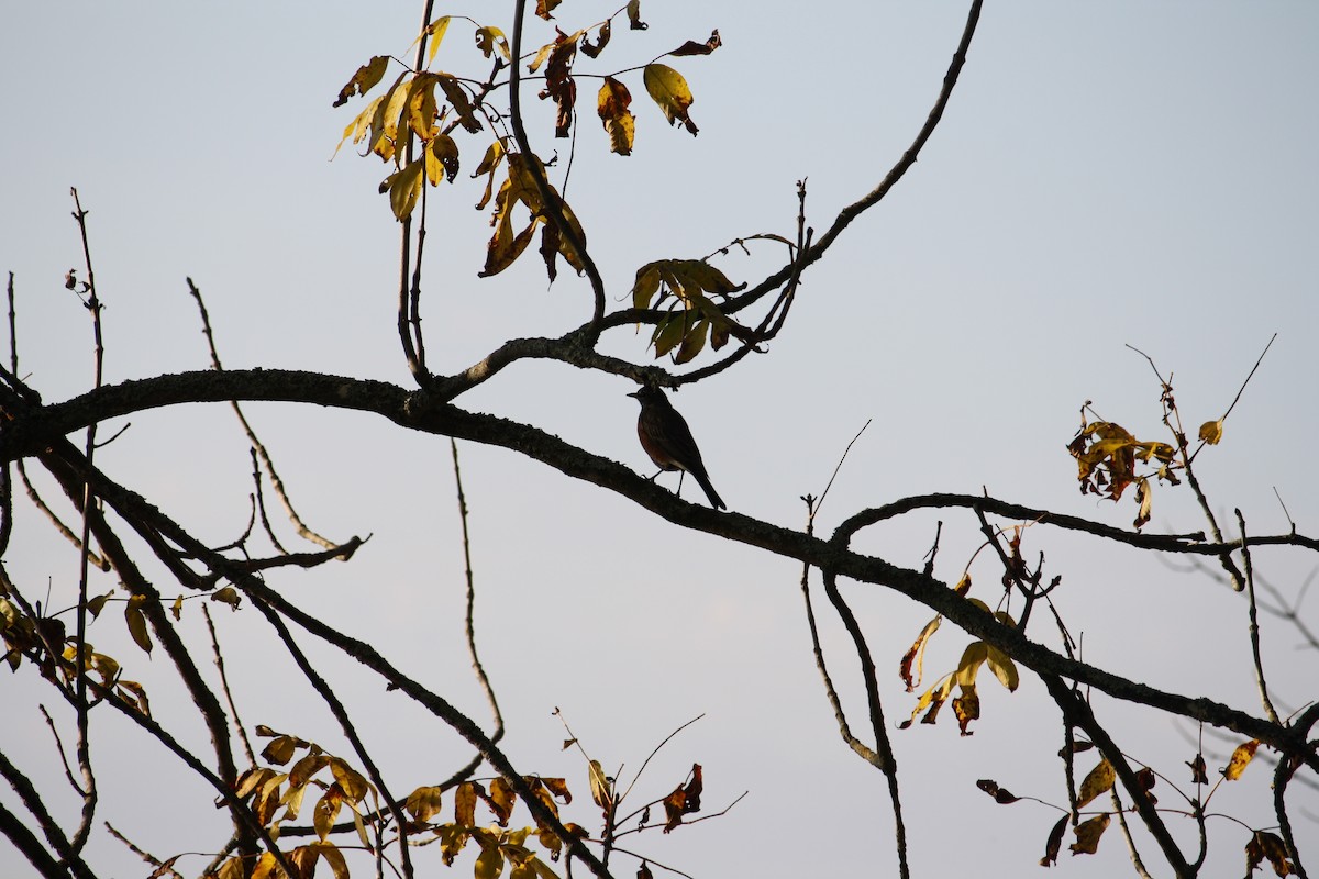 American Robin - ML612236594