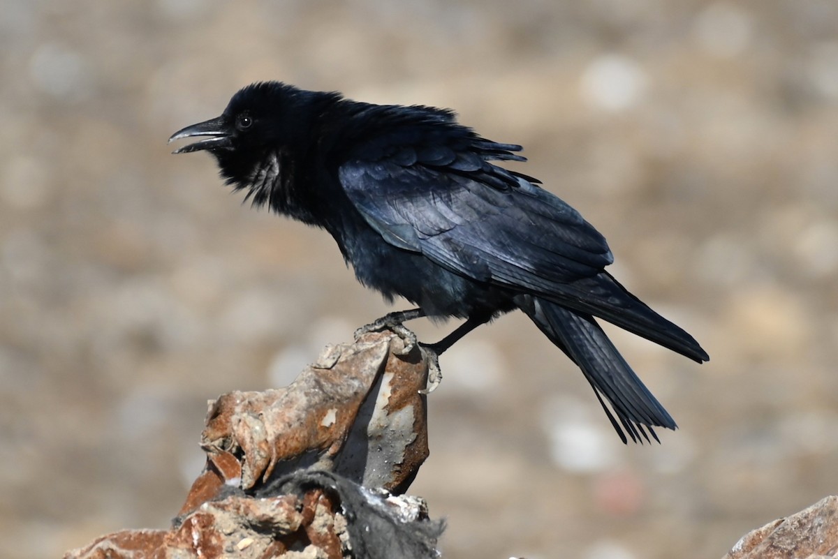 Fish Crow - ML612236596