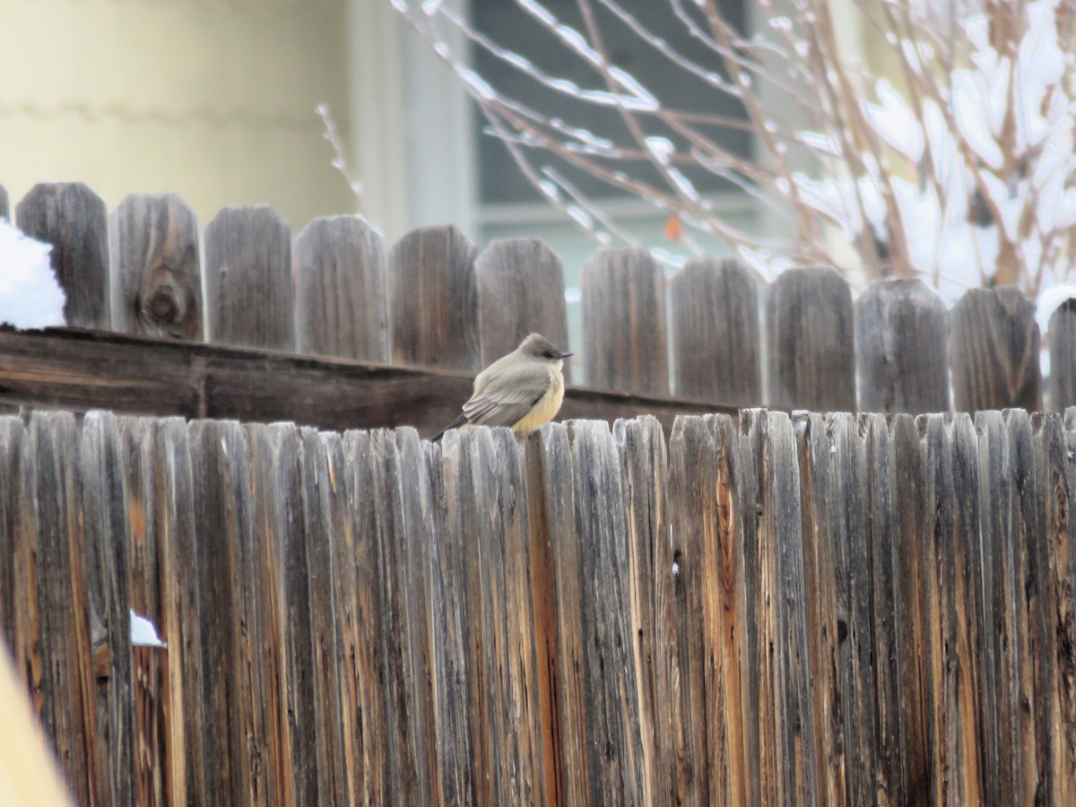 Say's Phoebe - ML612236603