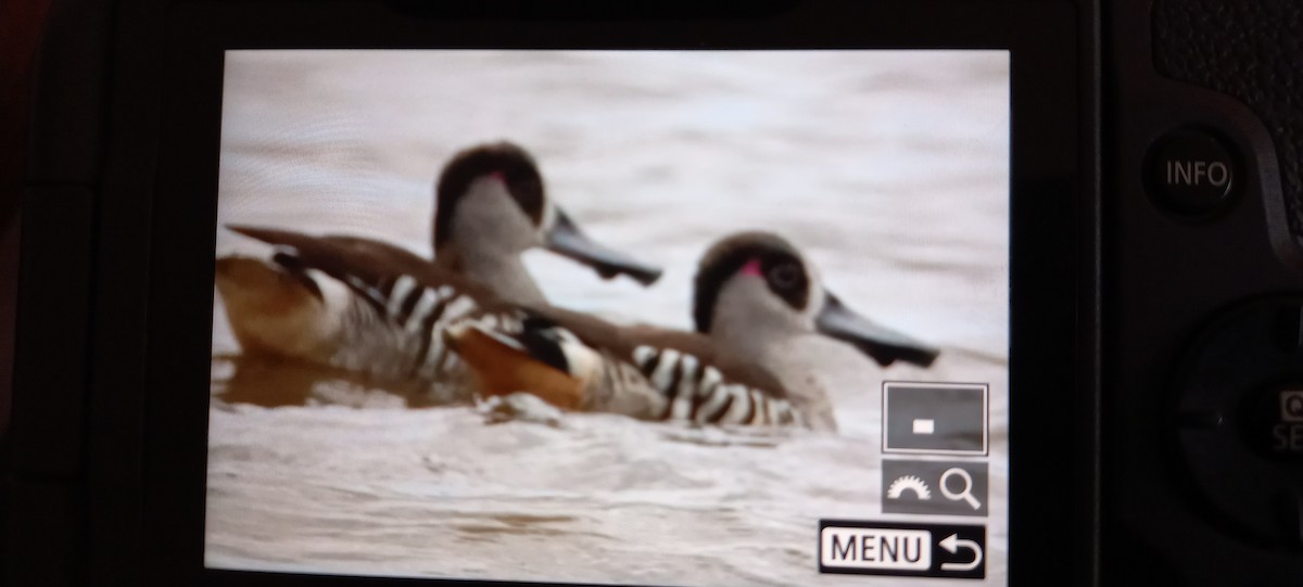 lžičák širokozobý - ML612236630