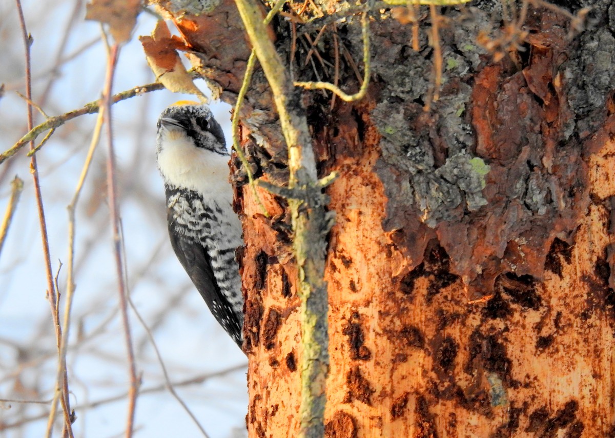 American Three-toed Woodpecker - Nicole St-Amant